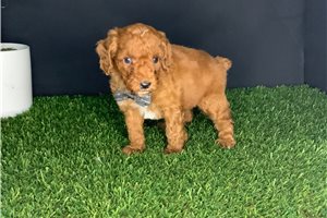 Shiloh - puppy for sale