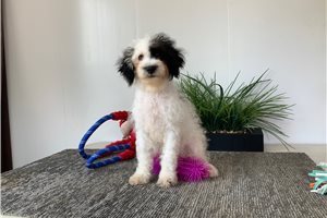 Hans - Poodle, Miniature for sale