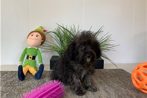 Happy - Poodle, Miniature for sale