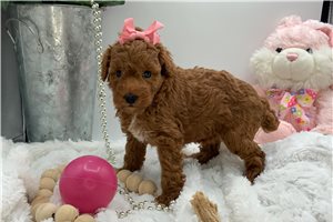 Artemis - puppy for sale