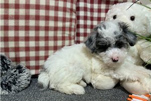 McGregor - Miniature Poodle for sale