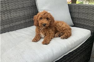Sydney - puppy for sale