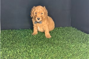 Slade - Miniature Poodle for sale