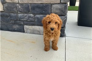 Simba - Poodle, Miniature for sale