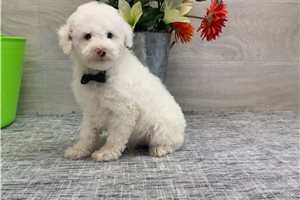 Tyson - Poodle, Miniature for sale