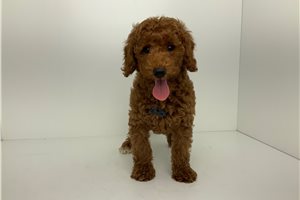 Amos - Poodle, Miniature for sale