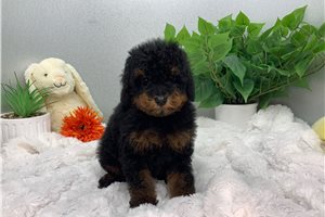 Nathan - Poodle, Miniature for sale