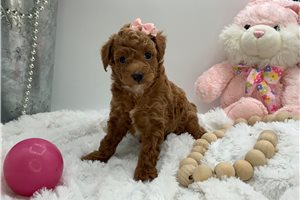 Allie - puppy for sale