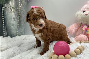 Astrid - puppy for sale