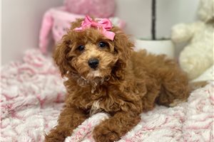 Allie - Poodle, Miniature for sale