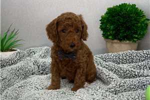 Amos - puppy for sale