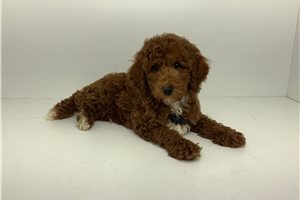 Adam - Poodle, Miniature for sale