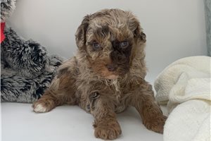 Zeus - Poodle, Miniature for sale