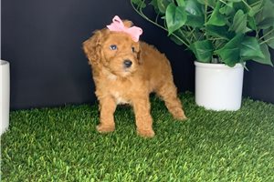 Sage - puppy for sale