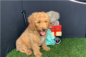 Simba - Poodle, Miniature for sale
