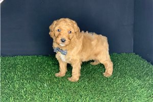 Simba - puppy for sale