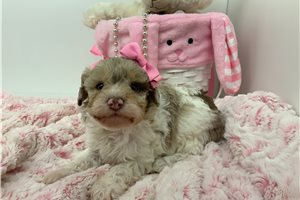 Zahara - Poodle, Miniature for sale