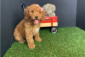 Sydney - Poodle, Miniature for sale