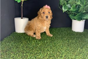 Sierra - puppy for sale