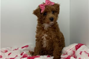 Allie - Poodle, Miniature for sale