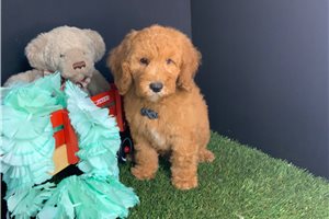 Slade - Poodle, Miniature for sale