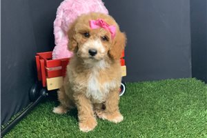 Sophia - Poodle, Miniature for sale