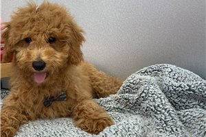 Stanley - Poodle, Miniature for sale