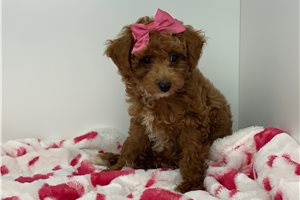 Allie - Poodle, Miniature for sale