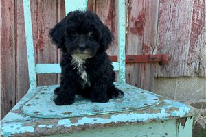 Harley - Poodle, Miniature for sale