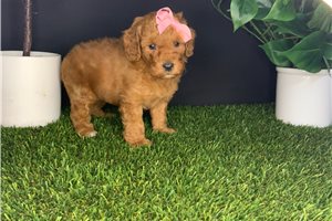 Samantha - puppy for sale