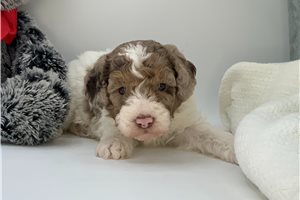 Zion - Poodle, Miniature for sale