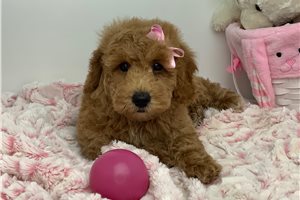 Sierra - Miniature Poodle for sale