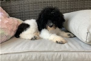 Gabriel - puppy for sale