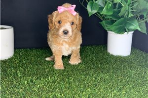 Sophia - puppy for sale