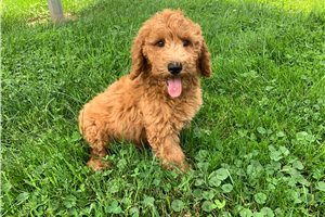 Slade - Poodle, Miniature for sale