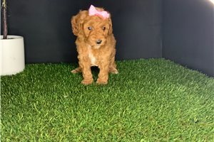 Sydney - puppy for sale
