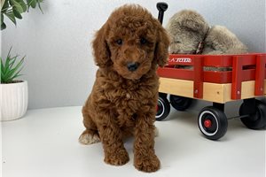 Amos - Poodle, Miniature for sale