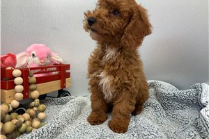 Shiloh - Miniature Poodle for sale