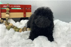Noah - Poodle, Miniature for sale