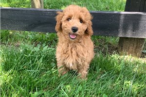 Stanley - Poodle, Miniature for sale