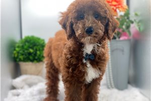 Adam - Poodle, Miniature for sale