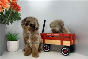 Zeus - Poodle, Miniature for sale