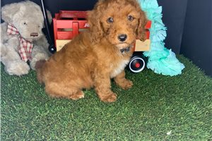 Shiloh - Poodle, Miniature for sale