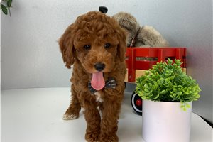 Alex - Poodle, Miniature for sale