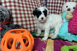 Mavis - Poodle, Miniature for sale