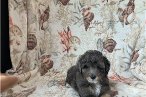 Pomroy - Poodle, Miniature for sale