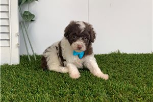 Gary - Poodle, Miniature for sale