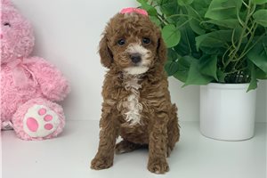 Prudence - Poodle, Miniature for sale