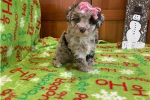 Paige - Poodle, Miniature for sale