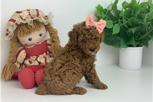 Pippy - puppy for sale